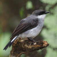 Mangrove Robin